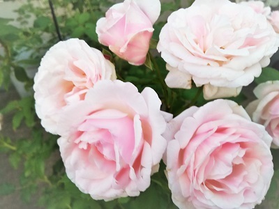 185547 (2).jpg
