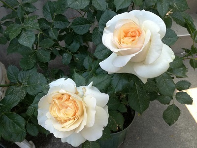 アイズ_072833.jpg