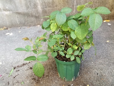 インフィニティローズ植替え前_175629.jpg
