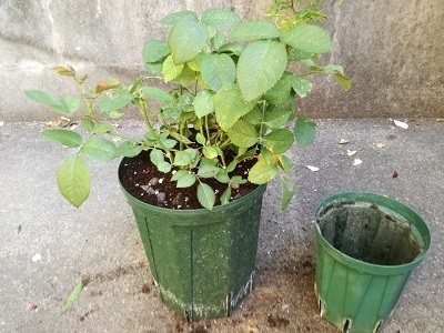 インフィニティローズ植替え後_180354.jpg