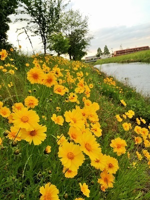 キンケイギク2.jpg