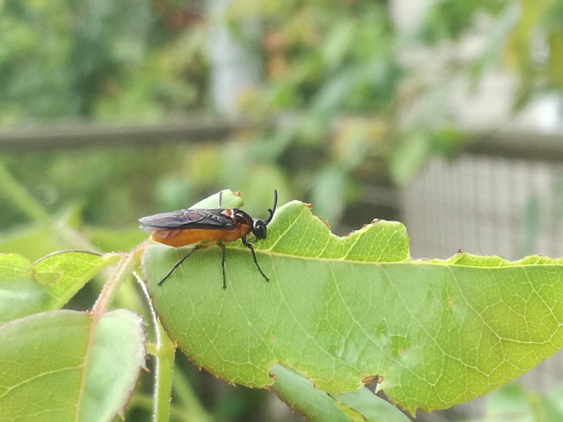 チュウレンジハバチの成虫 ばらの庭を夢見て