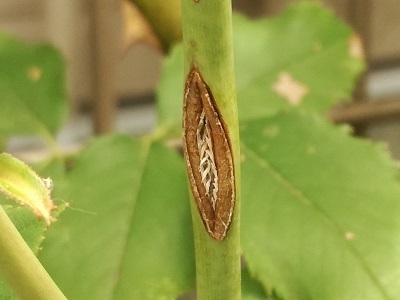 チュウレンジハバチの成虫 ばらの庭を夢見て