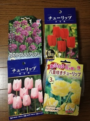チューリップ1.jpg