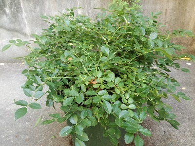 レッドドリフト植替え後_174322.jpg