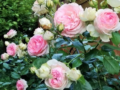 ロンサール3.jpg