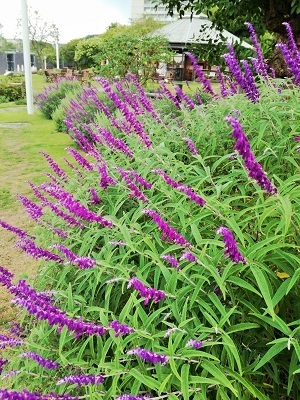 公園3.jpg