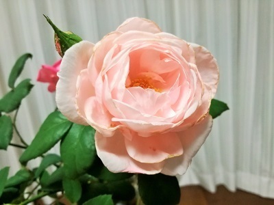 切り花4.jpg