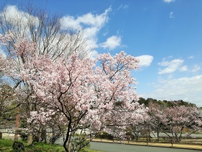 桜3.jpg