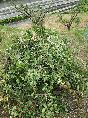 梅1.jpg