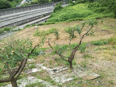 梅2.jpg