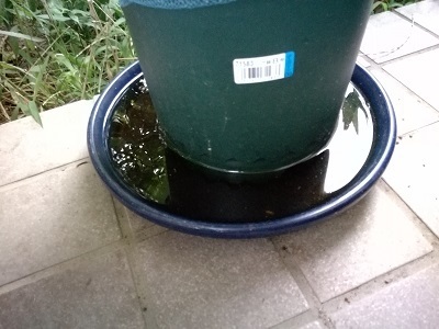 腰水.jpg