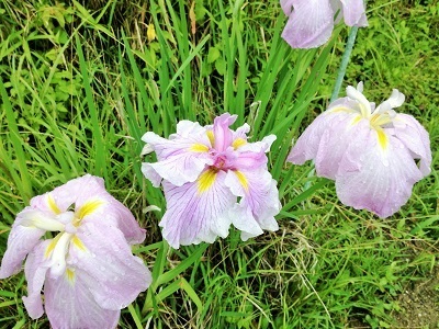 花しょうぶ1.jpg