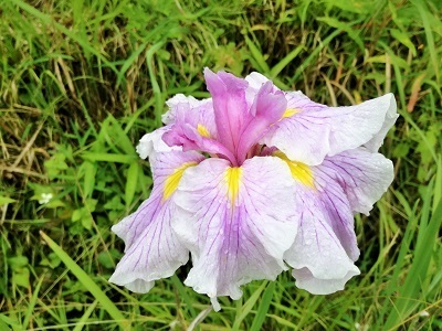 花しょうぶ2.jpg
