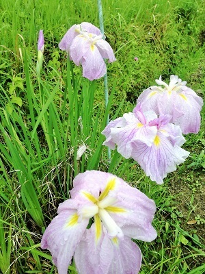 花しょうぶ3.jpg