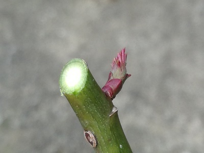 芽1.jpg
