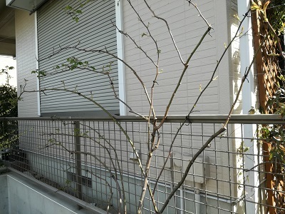 虫3.jpg