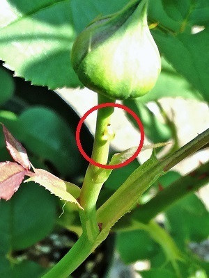 これも 虫食い跡 ばらの庭を夢見て