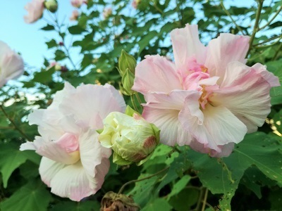 酔芙蓉3.jpg