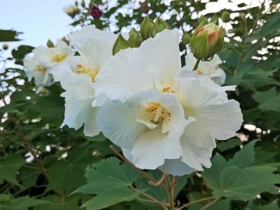 酔芙蓉4.jpg