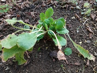 2段咲深山桜草6.jpg