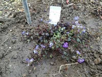 新しい花を植えつけました ばらの庭を夢見て