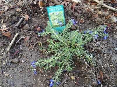 新しい花を植えつけました ばらの庭を夢見て