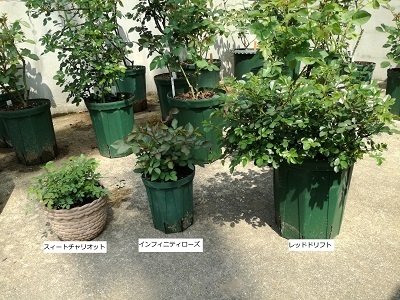 IMG_20180404_130332 - コピー.jpg