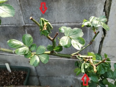IMG_20180404_130655 - コピー.jpg